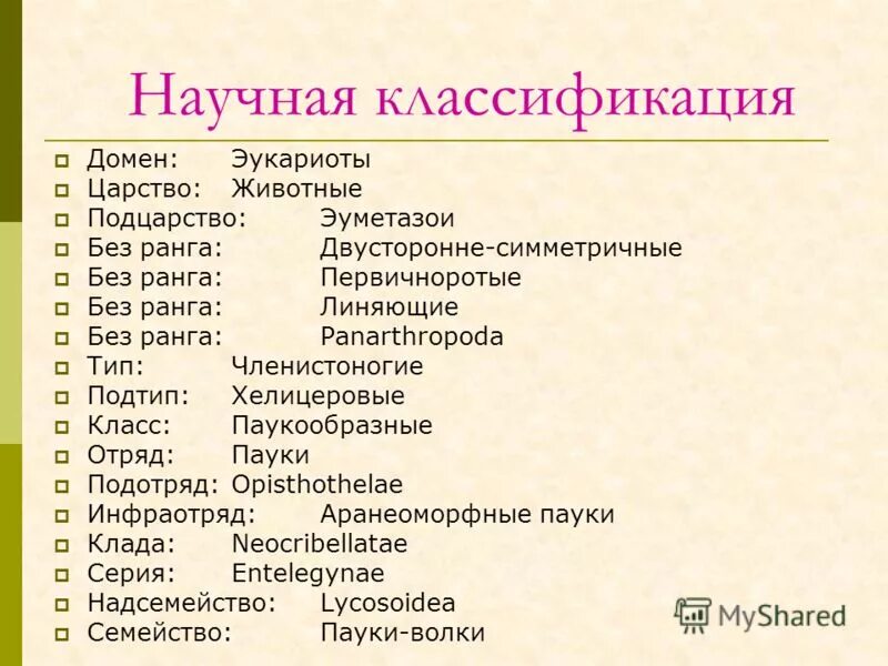 Домен организмов. Домен систематика. Домен (биология). Подцарство эуметазои. Eumetazoa систематика.