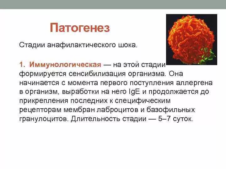 Стадии патогенеза анафилактического шока. Механизм развития анафилактического шока патофизиология. Анафилактический ШОК этиология патогенез. Схема развития анафилактического шока. Анафилактический шок патогенез