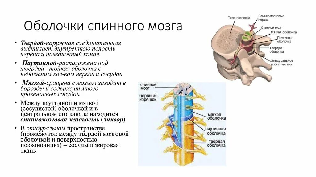 Строение и функции оболочек спинного и головного мозга. Функции твердой оболочки спинного мозга. Твердая мозговая оболочка спинного мозга строение и функции. Мягкая оболочка спинного мозга строение.