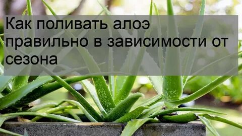 Как часто поливать алоэ