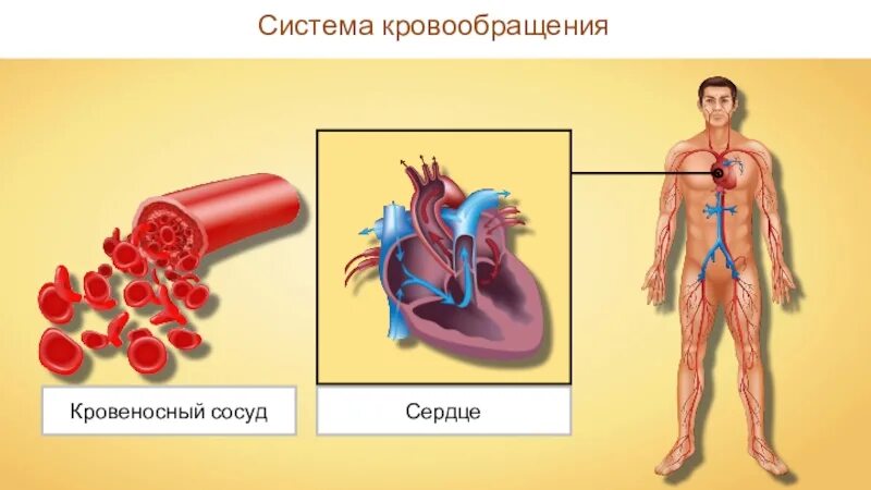 Органы кровообращения 8 класс. Органы кровообращения сердце. органы кровообращения 8 класс биология. сердце и кровеносные сосуды это органы. органы кровообращения и лимфообращения.