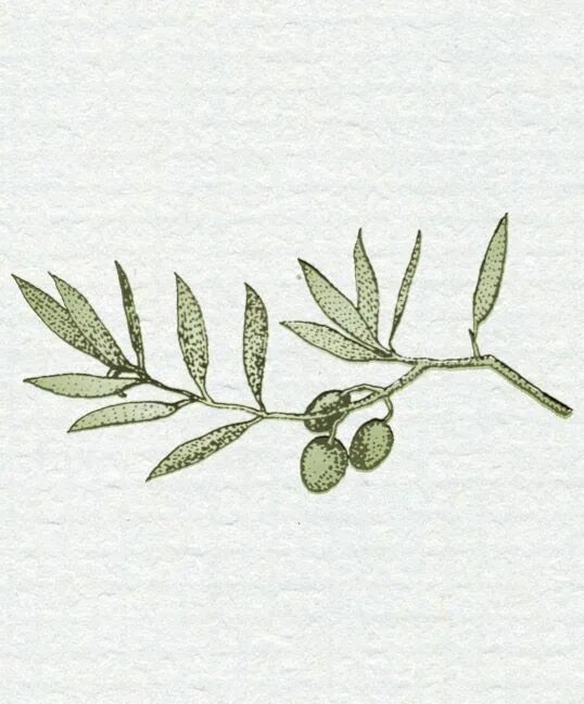 Веточка маслины. Олива акварель. Олива акварель. Оливковая ветка акварель. Ветвь оливкового дерева.