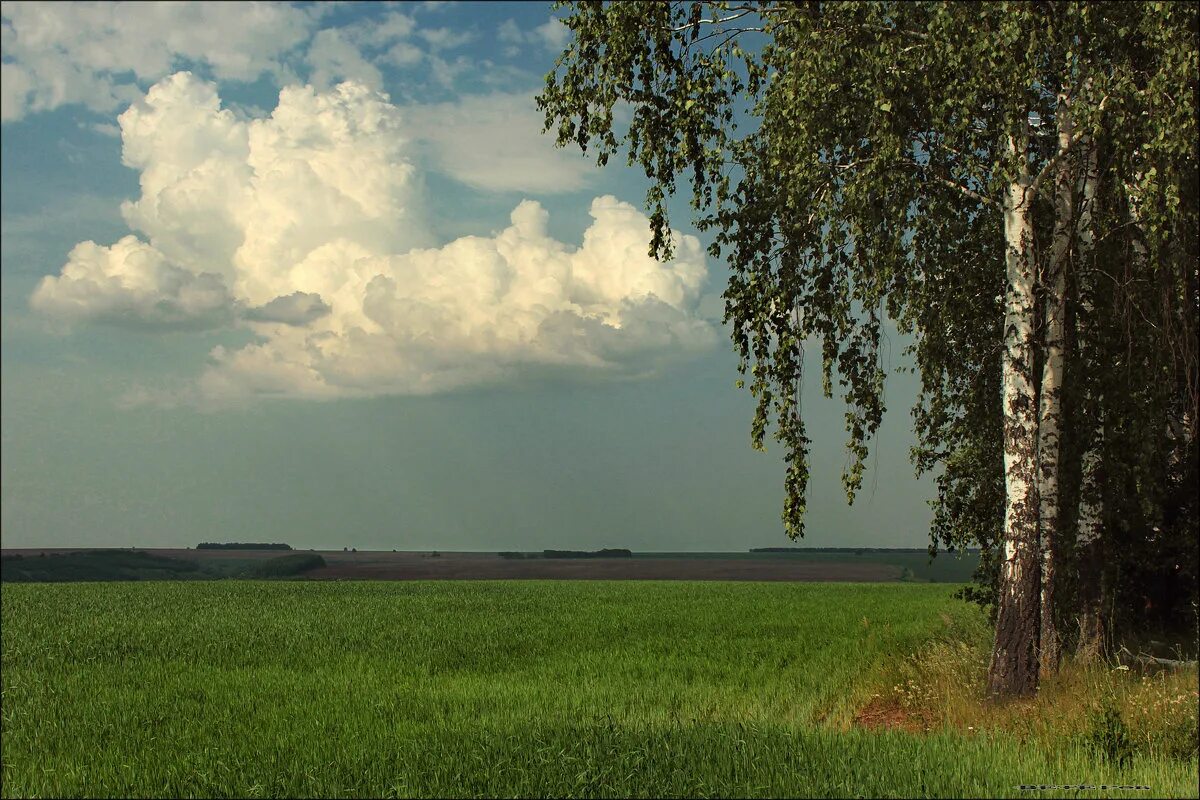 Березка заря. Береза в поле. Облака березы. Березы тучи. Березы небо.