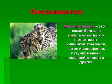 Доклад о животном 3 класс окружающий мир