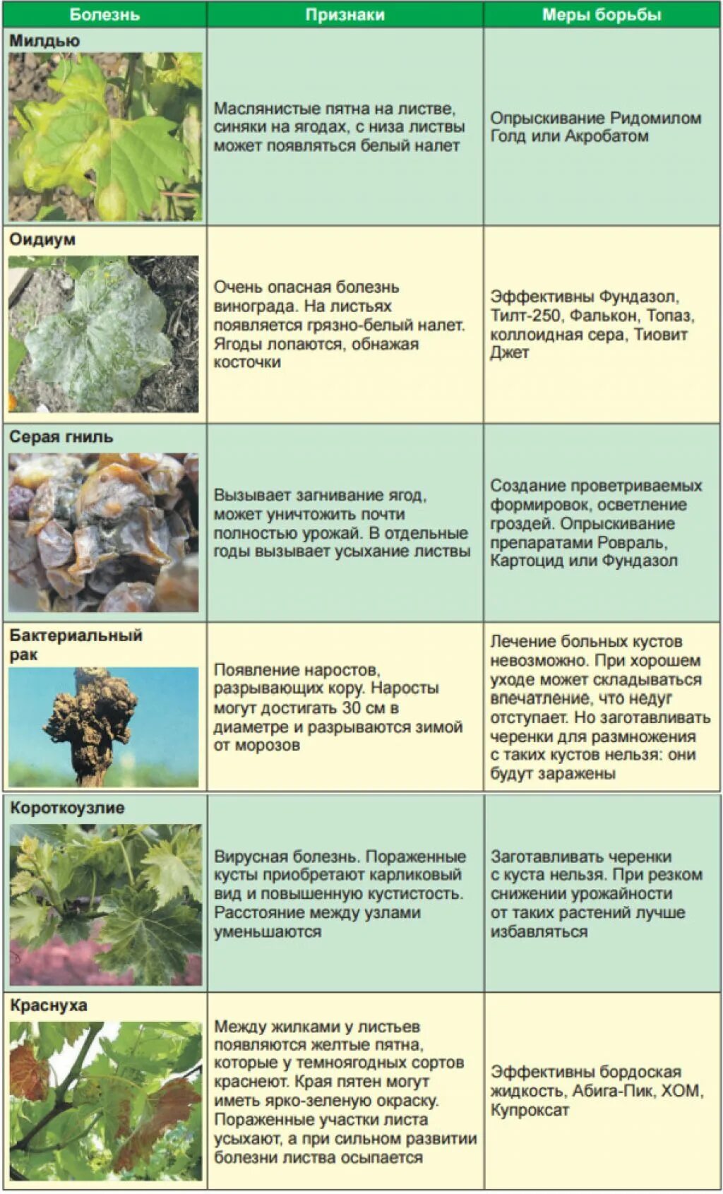 Можно ли после опрыскивания. Таблица опрыскивания винограда весной. Весенняя обработка винограда от болезней и вредителей. Обработать виноград от вредителей. Болезни и вредители винограда.