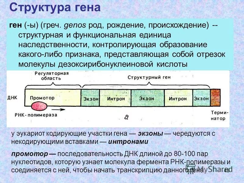 Структурное строение гена. Структура гена эукариот. структура гена экзоны интроны. ген структура гена. строение структурных генов.