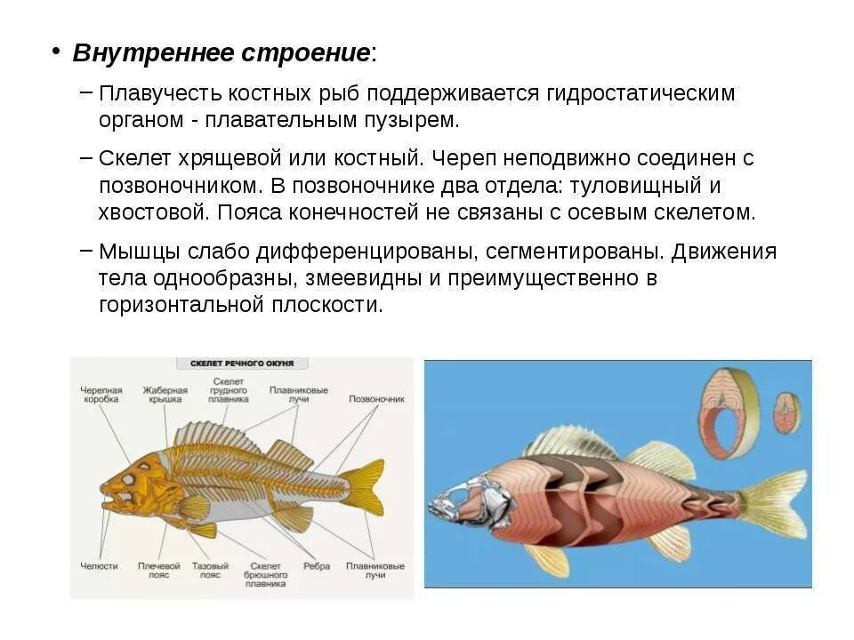 Основные системы внутреннего строения рыбы. Внутреннее строение костных рыб кратко. Внутреннее строение хрящевых и костных рыб. Характеристика внутреннего и внешнего строения рыб. Какое оплодотворение характерно для костных рыб