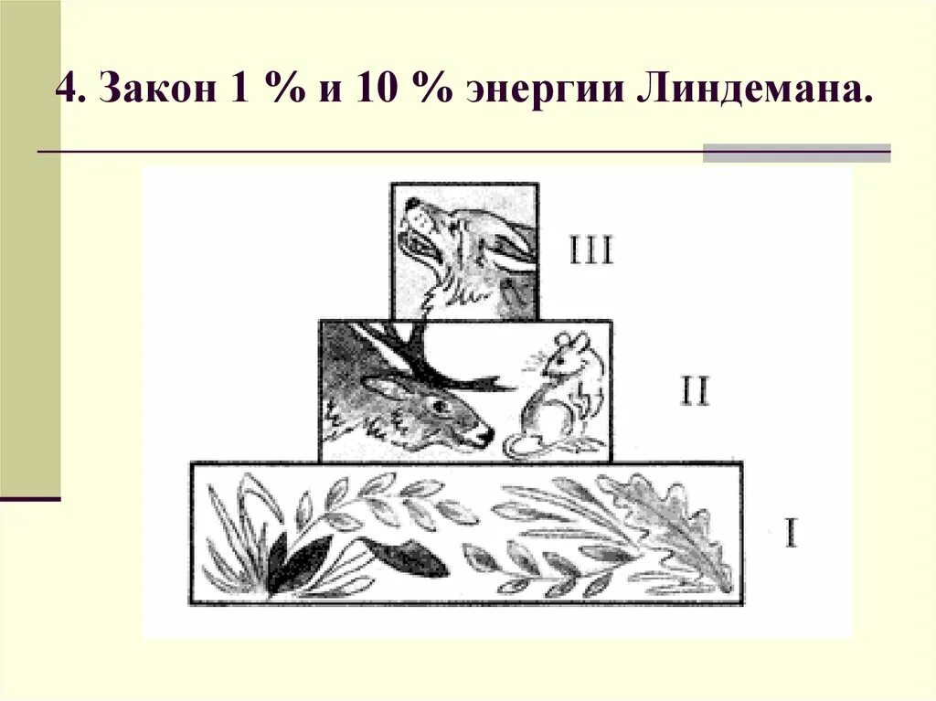 Пирамида Линдемана экологическая. Пирамиды энергии р. Линдемана. Правило экологической пирамиды Линдемана. Экологическая пирамида энергии.