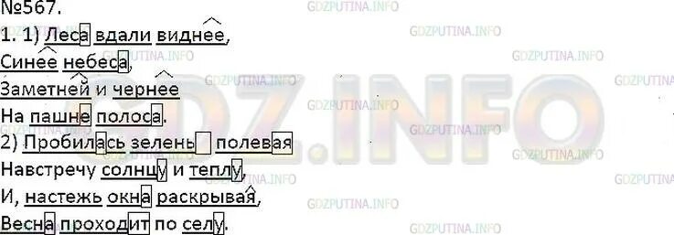 Первая трава. Руккола латук. Растения макро. Лучи солнца. Трава макро.