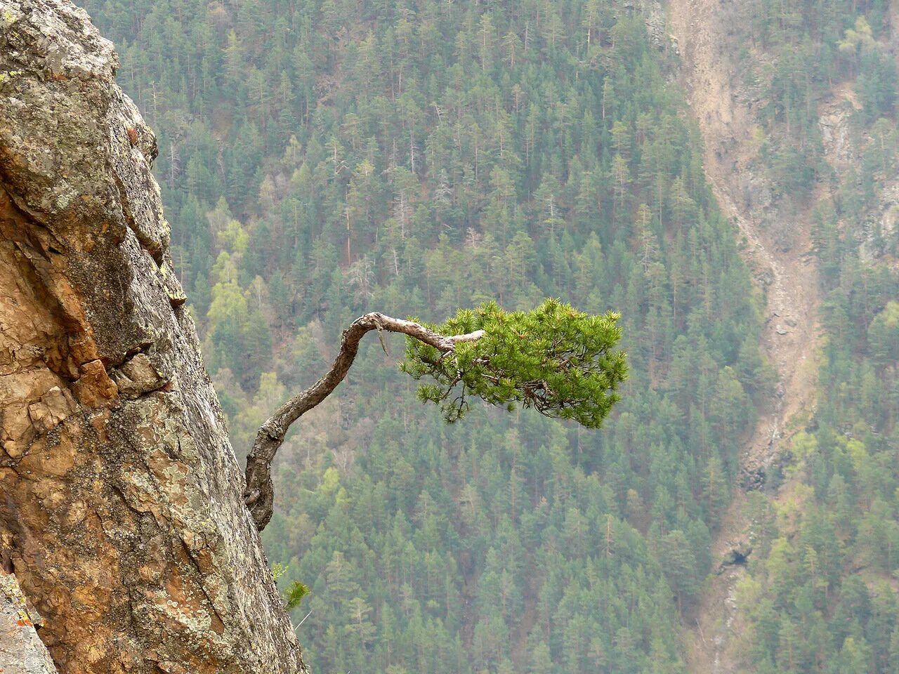 Чинара на скале. Дерево над пропастью. Дерево на скале. Дерево на обрыве. Дерево растущее на скале.