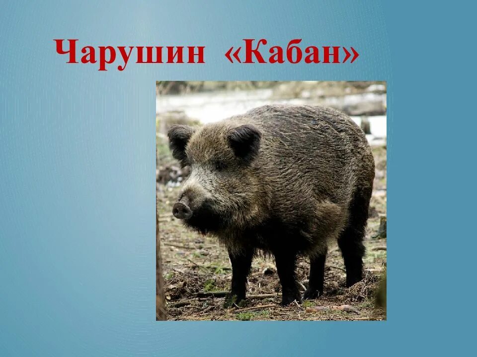 Произведение кабан 4 класс. Чарушин кабан. Е И Чарушин кабан 4 класс.