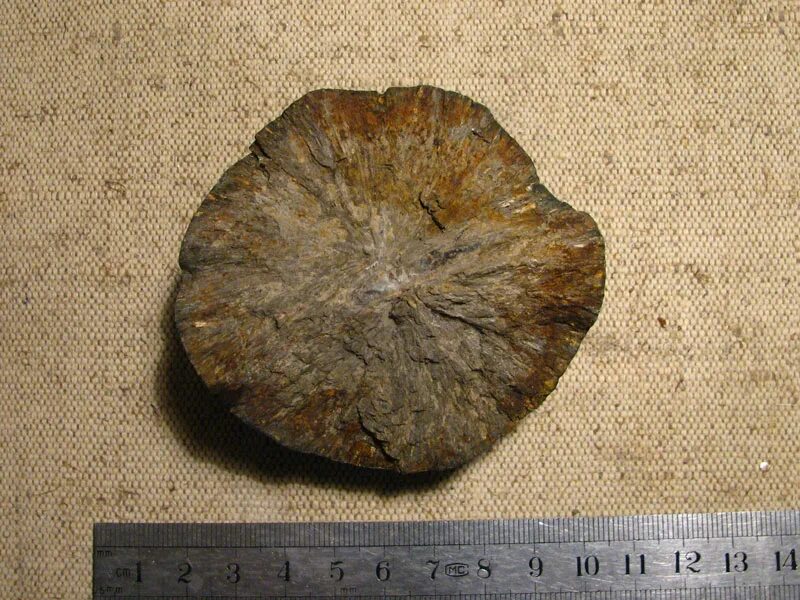 Фосфориты ископаемое. Фосфорит минерал. Апатит и фосфорит. Фосфорит камень. Апатит мороксит.