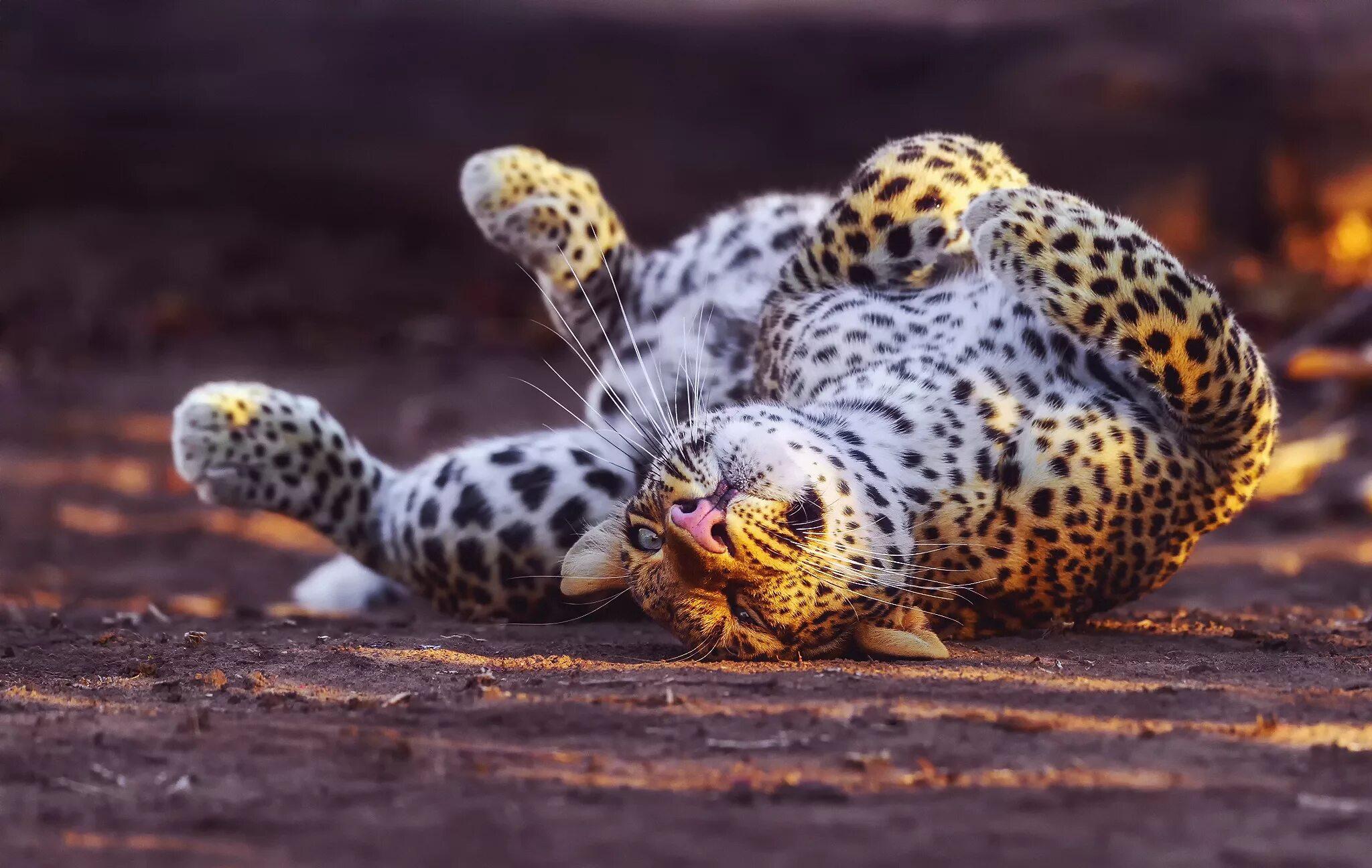 Заставка на рабочий животные. Берберийский леопард. Огненный гепард 1993. Барбарийский леопард. Красивый леопард.