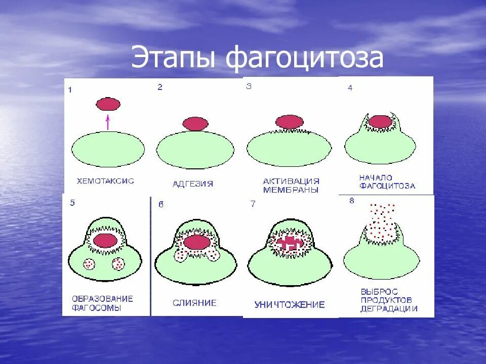 Схема фагоцитоза микробиология. Процесс фагоцитоза схема. Этапы фагоцитоза иммунология таблица. Схема фагоцитоза в иммунологии.