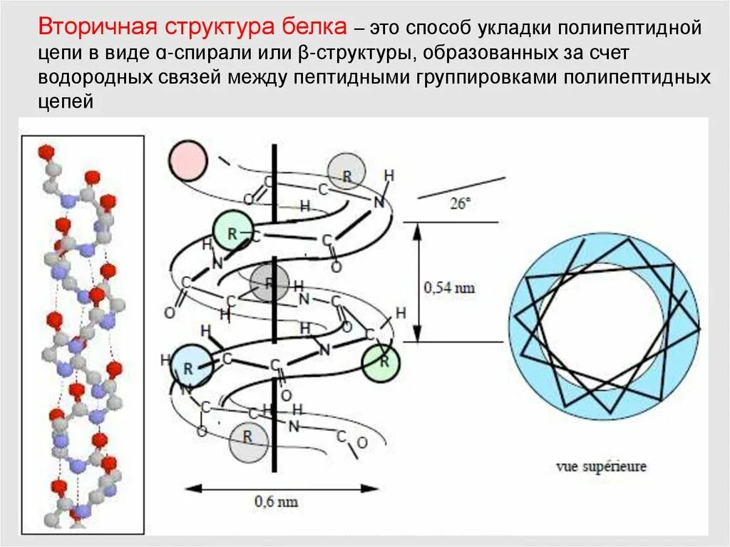 Вторичная структура какие связи. Альфа спираль вторичная структура белка связи. Типы вторичных структур белка Альфа-спирали. Водородные связи во вторичной структуре белка. Строение вторичной структуры белка.