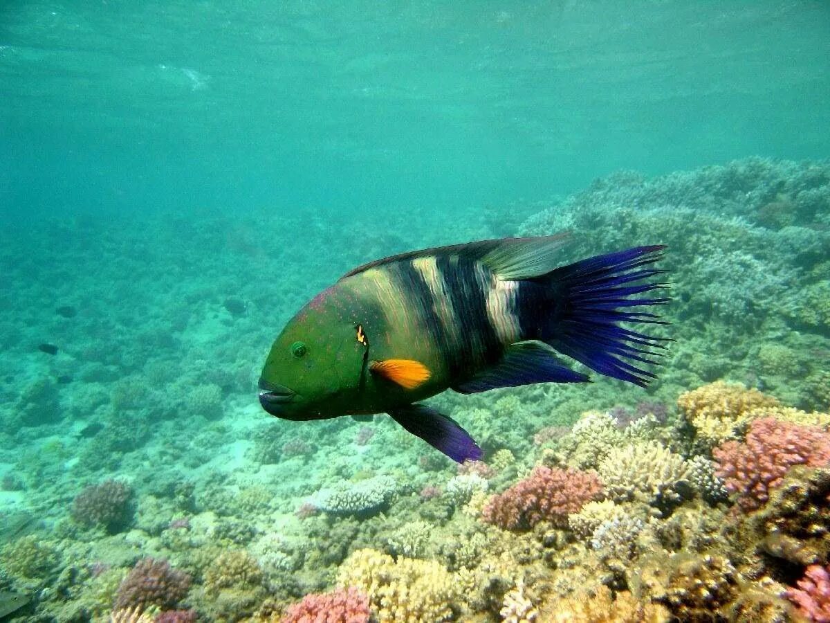Fish may be