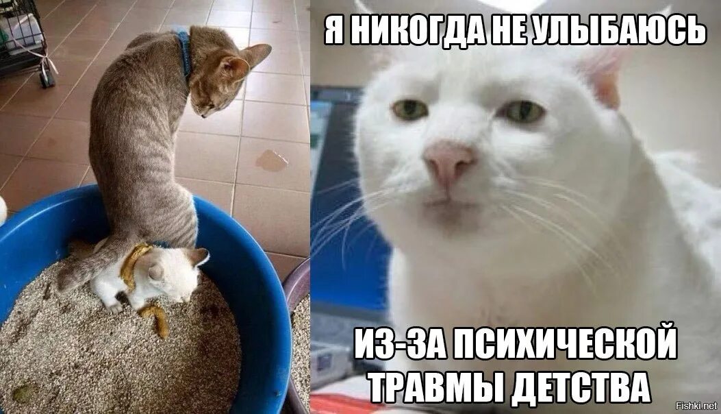 Ни сейчас никогда. Мемы про котов. Психология коты мемы. Мемы с котами для детей. Приколы про котов психологов.