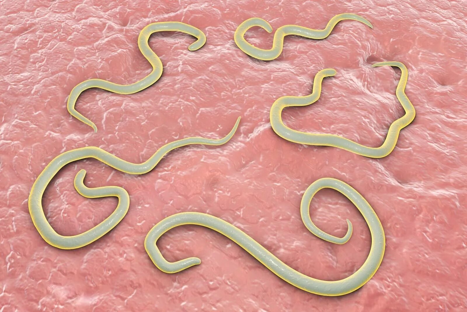 Пути заражения гельминтами схема. Гельминтозы у животных. Аскариды ленточные черви. Имагинальный токсокароз. Токсокароз плотоядных.