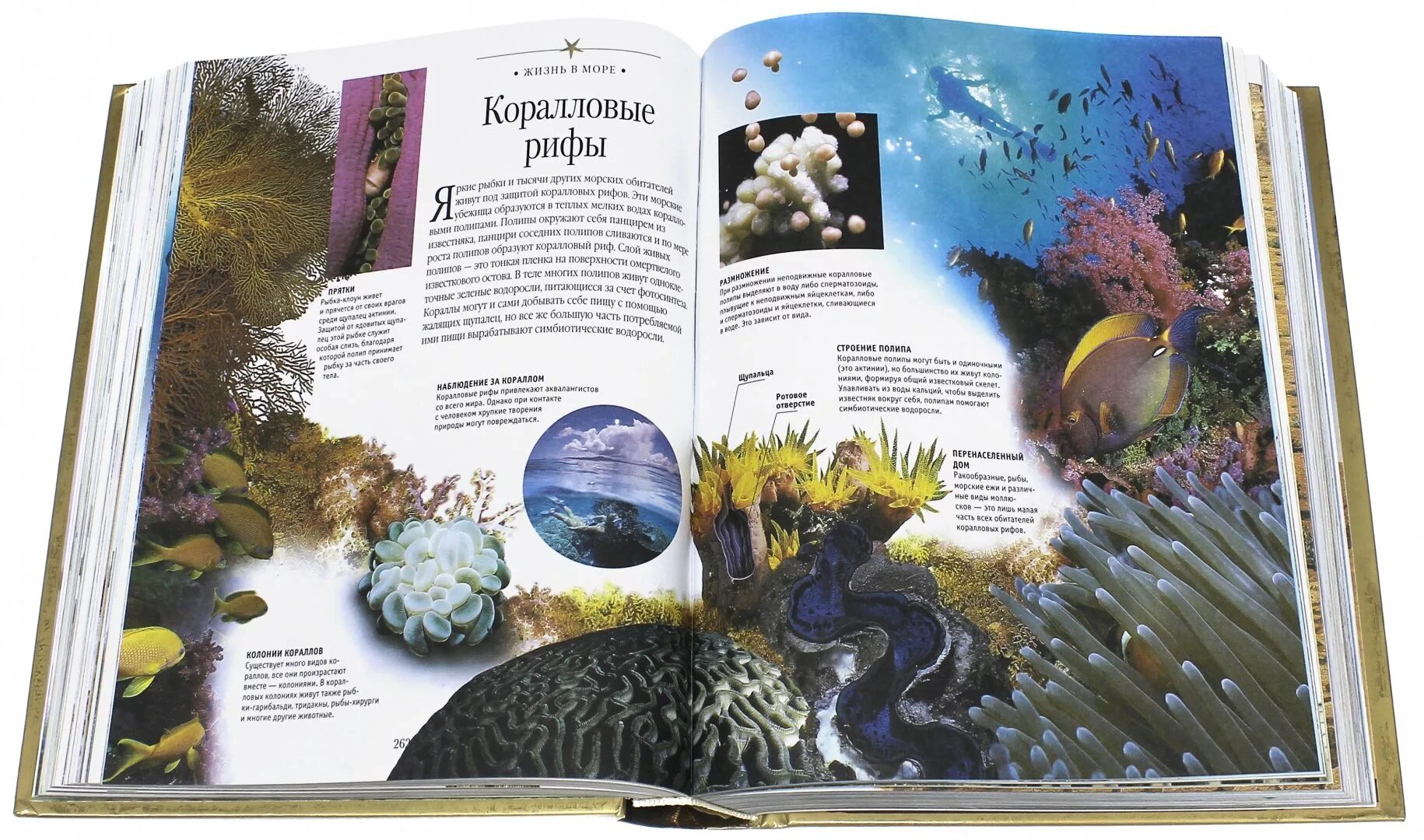 Агафонова сивоглазов биология 10 класс углубленный уровень. Детская энциклопедия академии педагогических наук ссср. Малая советская энциклопедия в 3-х томах. Ледериновый переплет. Малый советский энциклопедический словарь в 4-х томах.