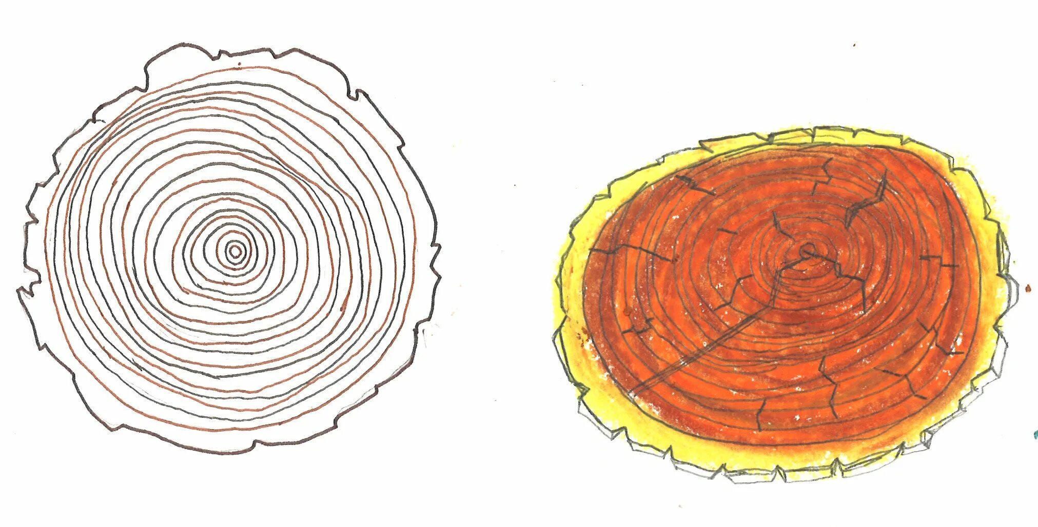 Рисунок среза. Дерево в разрезе. Круглый срез дерева. Поперечный срез бревна. Годовые кольца.