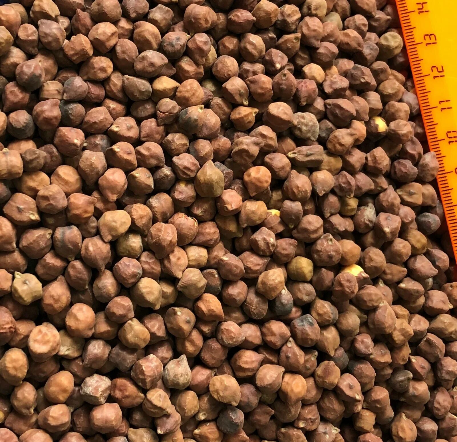 Бобы гарбанзо. Нут сорт волжанин. Горох нут. Овечий горох 5. Нут (турецкий горох) сухой 450гр.