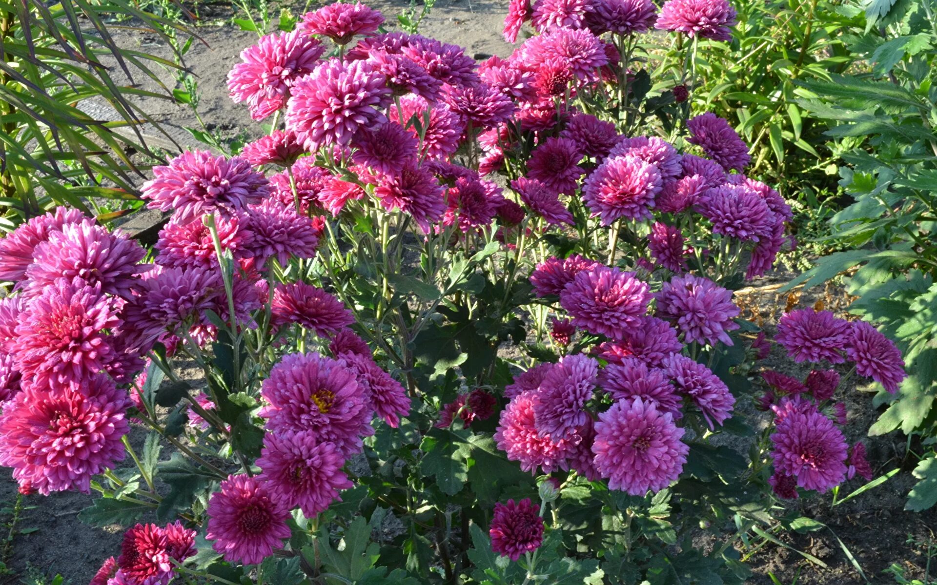 Хризантемы садовые цвета. Хризантема корейская Арлекин. Хризантема многолетняя Пурпл. Хризантема корейская Тайфун. Хризантемы Дубки.