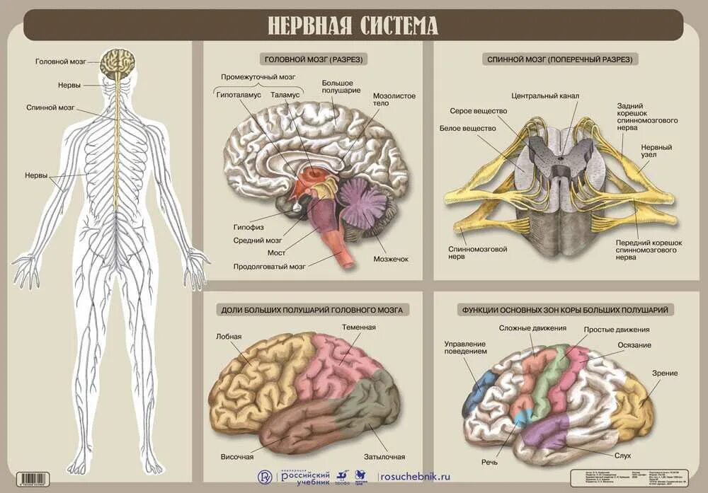 Нервная система тест егэ. Нервная система человека схема огэ. нервная система человека строение и функции схема. нервная система анатомия человека таблица. нервная система огэ шпора.