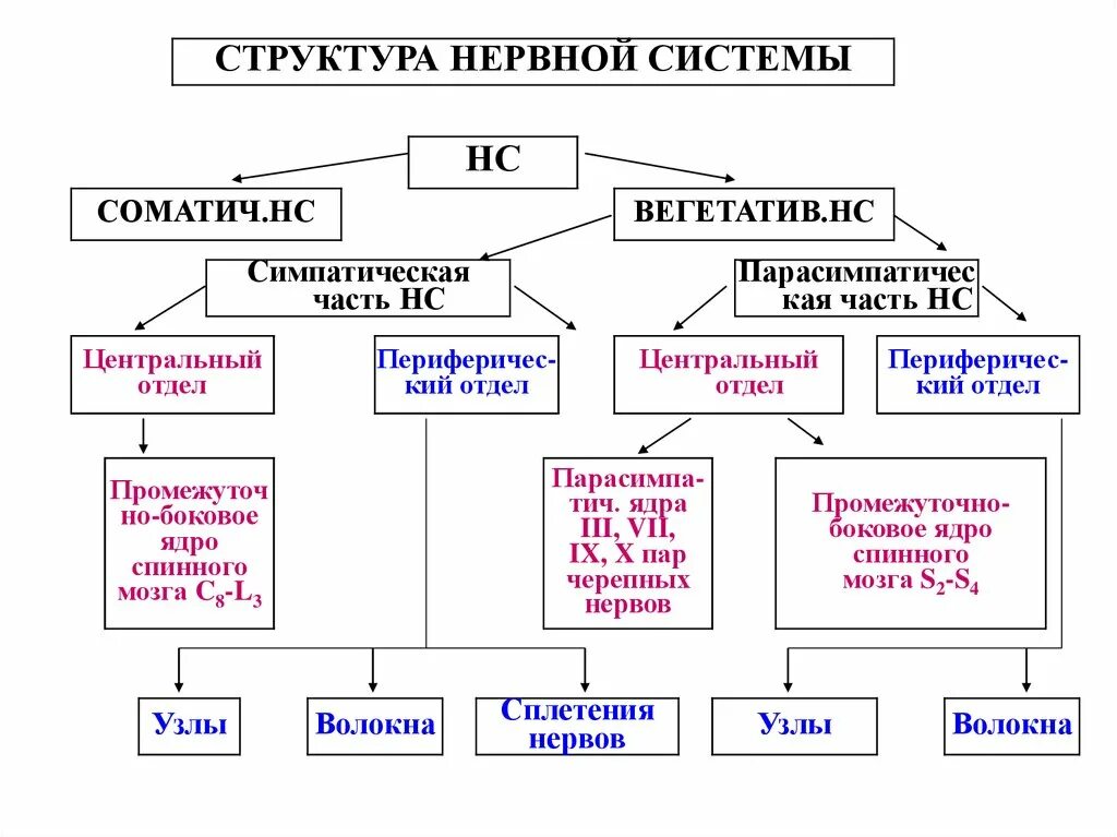 Структура нервной системы схема. Строение и функции нервной системы таблица. Схема строения нервной системы по функциям. Строение и функции отделов нервной системы таблица. Функции центрального отдела нервной системы