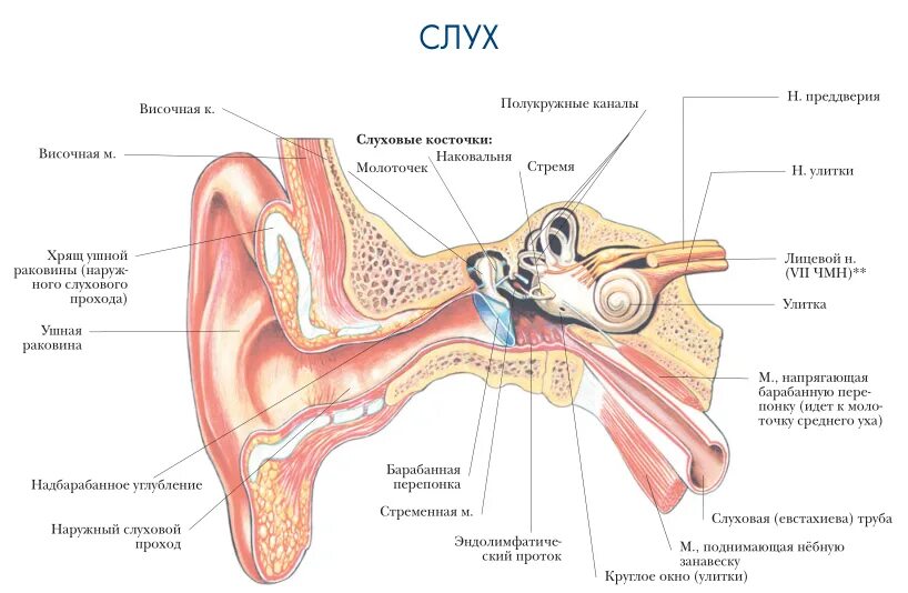 Органы чувств слух анатомия. Орган слуха наружное ухо анатомия. Строение уха человека анатомия. Органы чувств ухо анатомия. Орган слуха слуховая труба