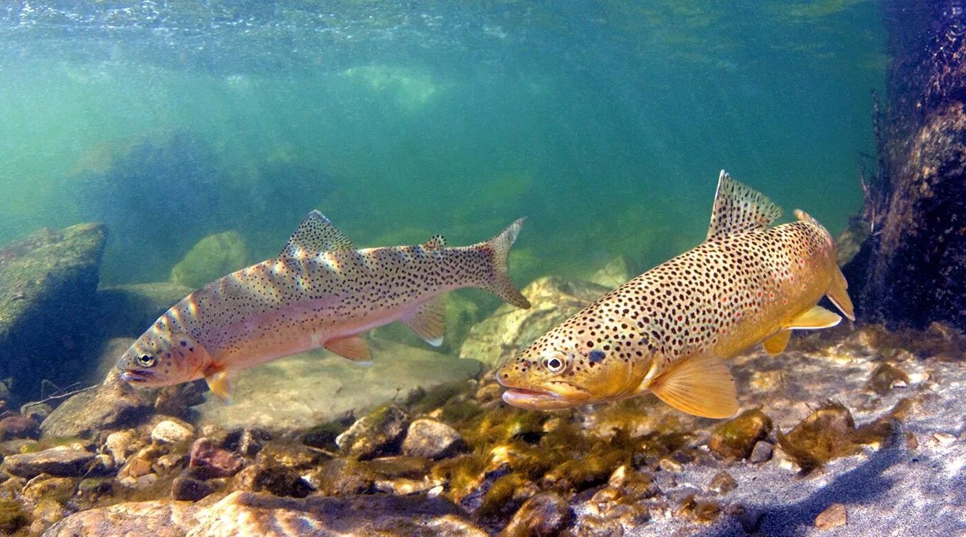 Кумжа ручьевая форель. Морская форель кумжа. Озерная форель (радужная, кумжа). Кумжа рыба сахалин. Форель в море.
