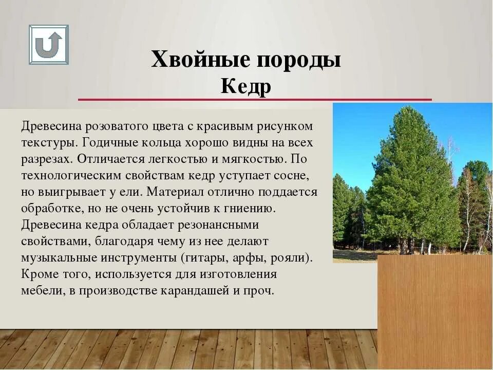 Кедр хвойная порода. Хвойные породы древесины. Хвойные древесные породы. Породы древесины сосна. Лиственные породы древесины.