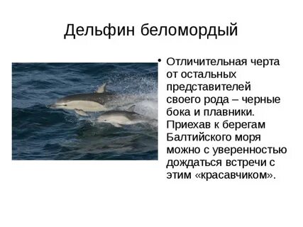 Почему дельфины в красной книге
