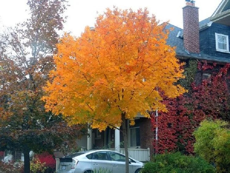 клен гинала. деревья около дома. клен во дворе. декоративный клён гиннала. клены во дворе.