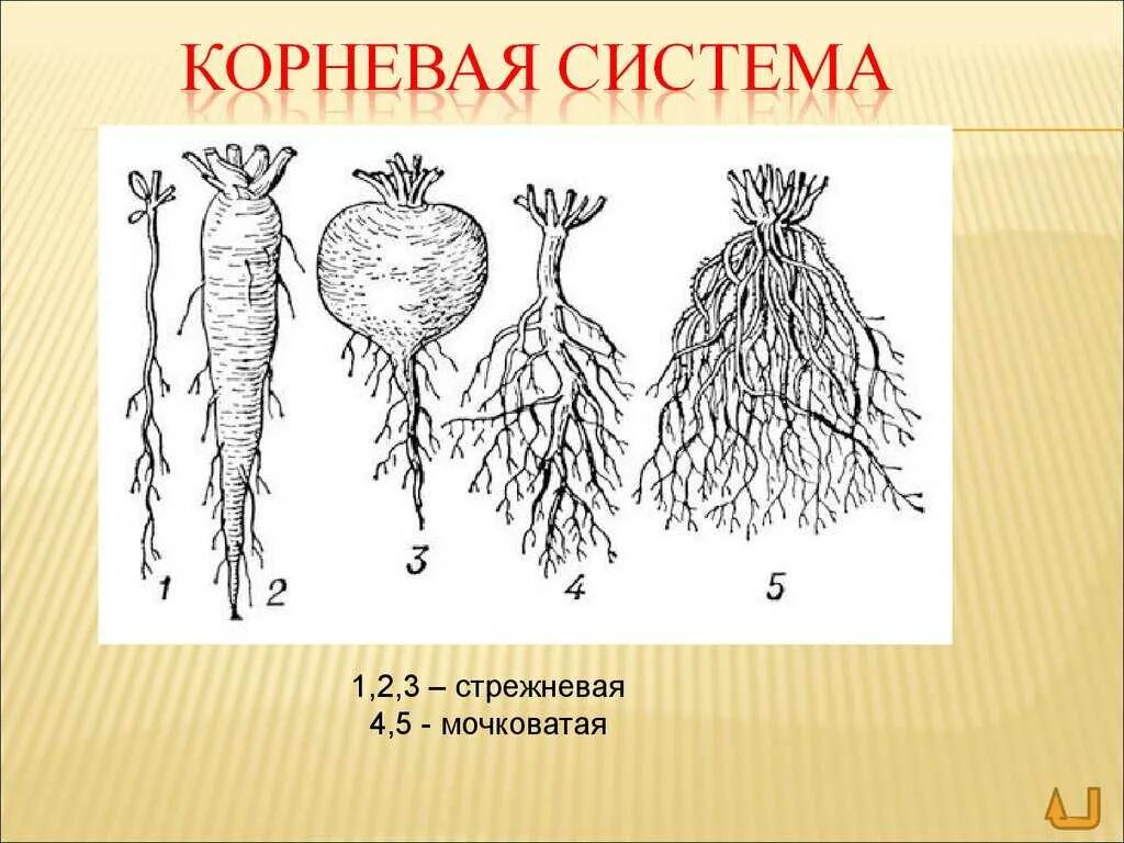 Какой тип корневой системы сформируется если луковицу. Мочковатая корневая система у моркови. Корни мочковатой корневой системы. Корневая и мочковатая корневая система.
