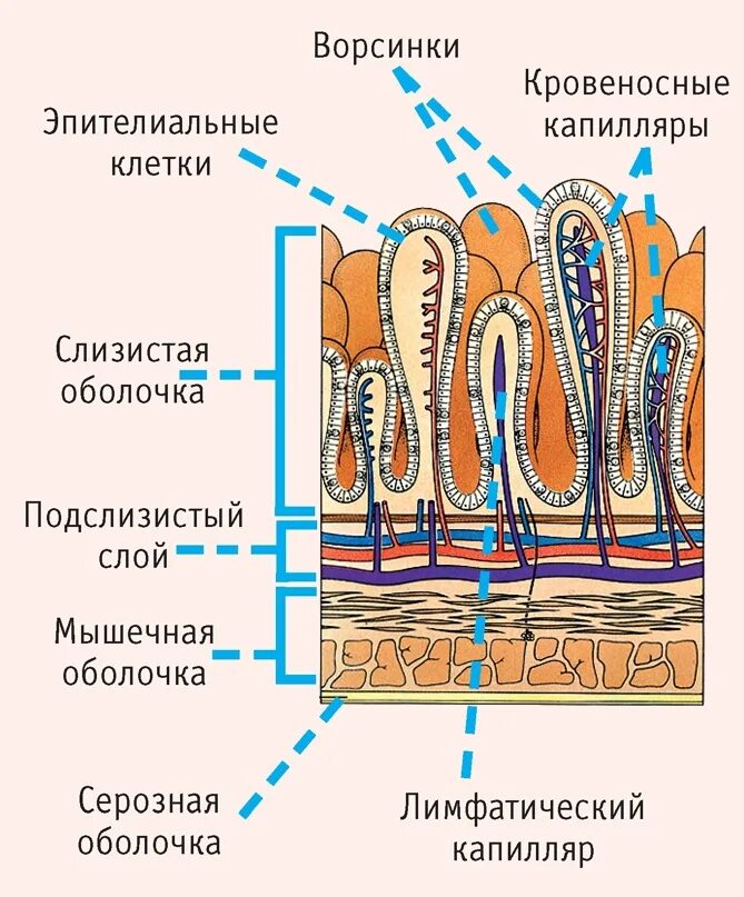 Выстилает стенки кишечника осуществляет очищение. Строение кишечной ворсинки тонкой кишки. строение кишечной аорсчнкеи схема. схема строения ворсинки тонкой кишки анатомия. слизистая оболочка тонкого кишечника строение.