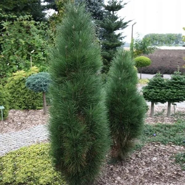 Сосна черная Грин Тауэр (Pinus nigra Green Tower) С10 Питомник Летний сад