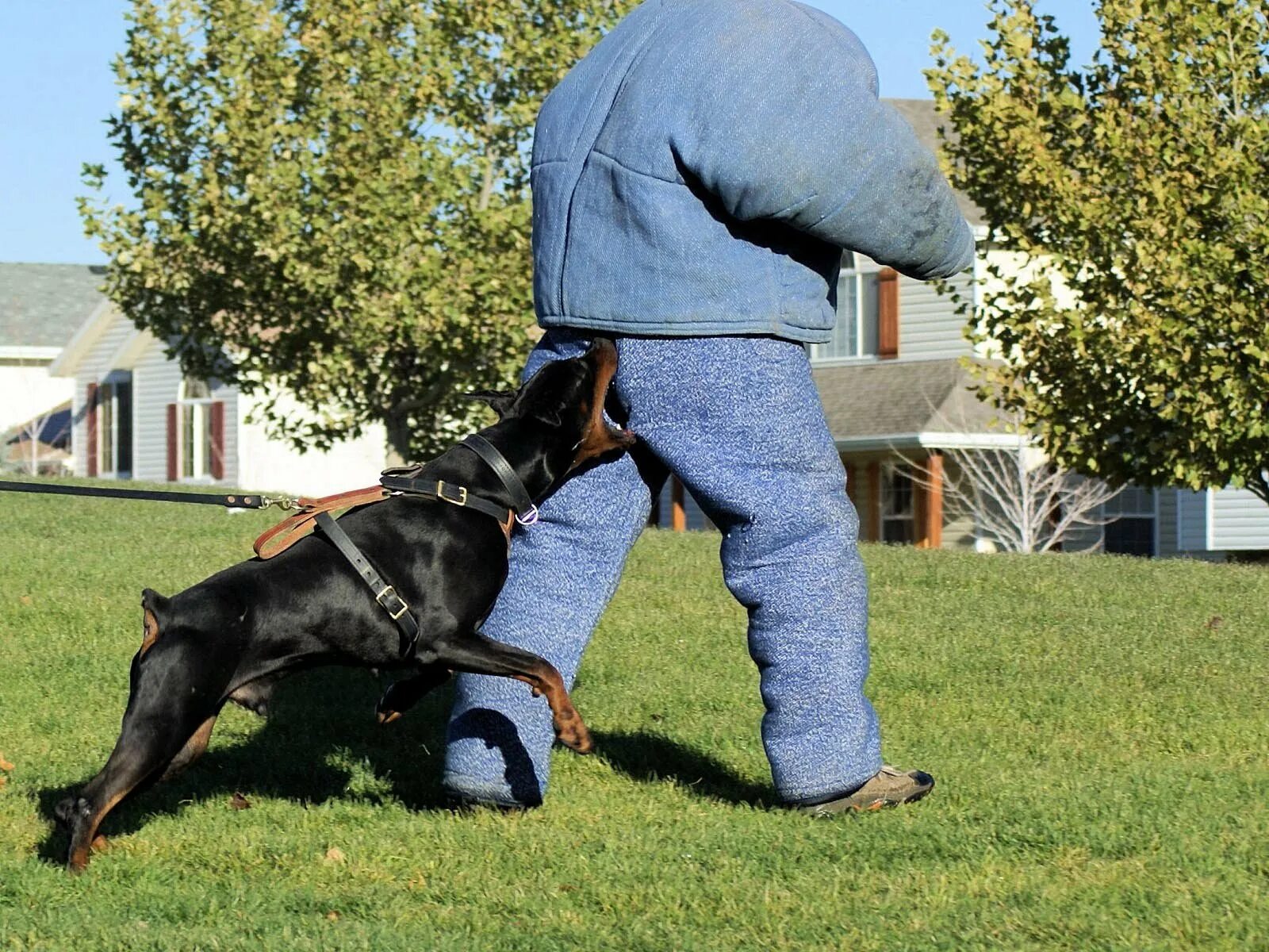 Какая защищает лучше. Доберман кобель телохранитель. Собака Доберман охранник. Гуард дог. Собаки которые охраняют дом.
