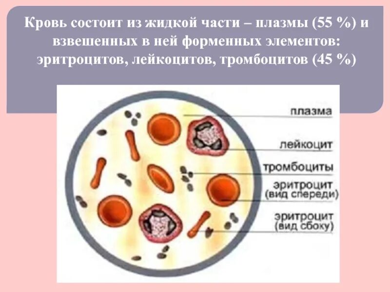 Кровь жидкая часть таблица. Из чего состоит кровь. Кровь человека состоит из. Кровь состоит из жидкой части. Плазма и форменные элементы крови.