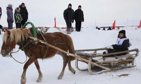 Лошади архангельская область
