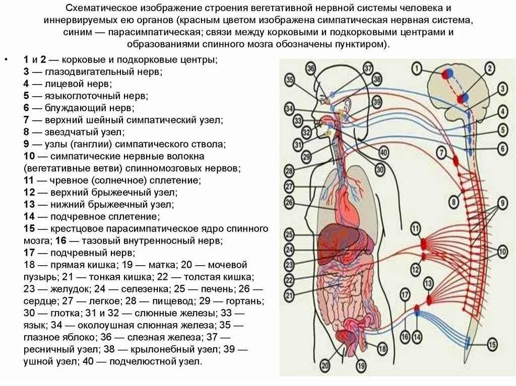 Нервные узлы это тела. Иннервация органов вегетативной нервной системы. Вегетативная нервная система центральные отделы парасимпатическая. Иннервация парасимпатической нервной системы. Центры вегетативной нервной системы схема.