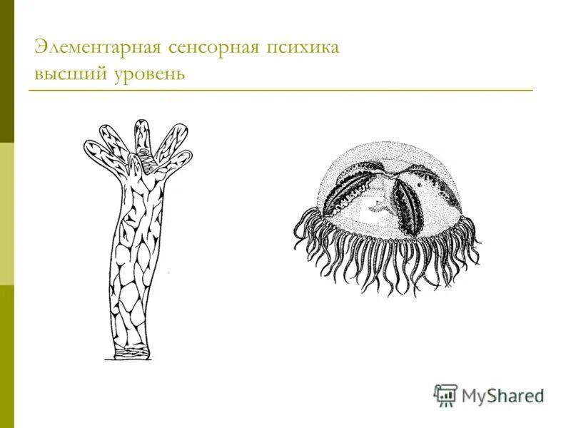 элементарная сенсорная психика животных. элементарная сенсорная стадия. стадия элементарной сенсорной психики низший уровень. уровень элементарной сенсорной психики леонтьев. перцептивная стадия развития психики представители.