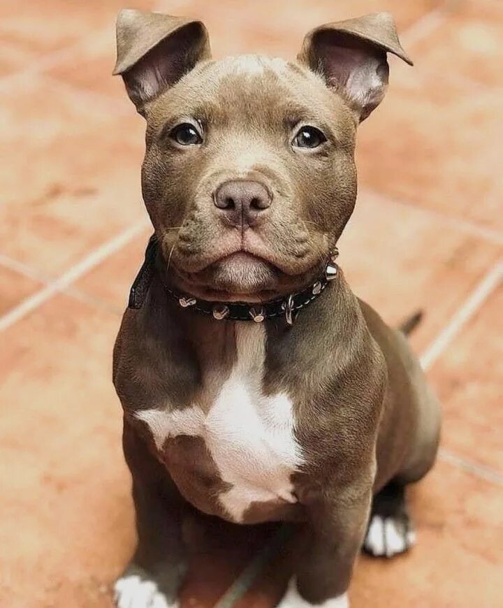 Pin on DOGGIES