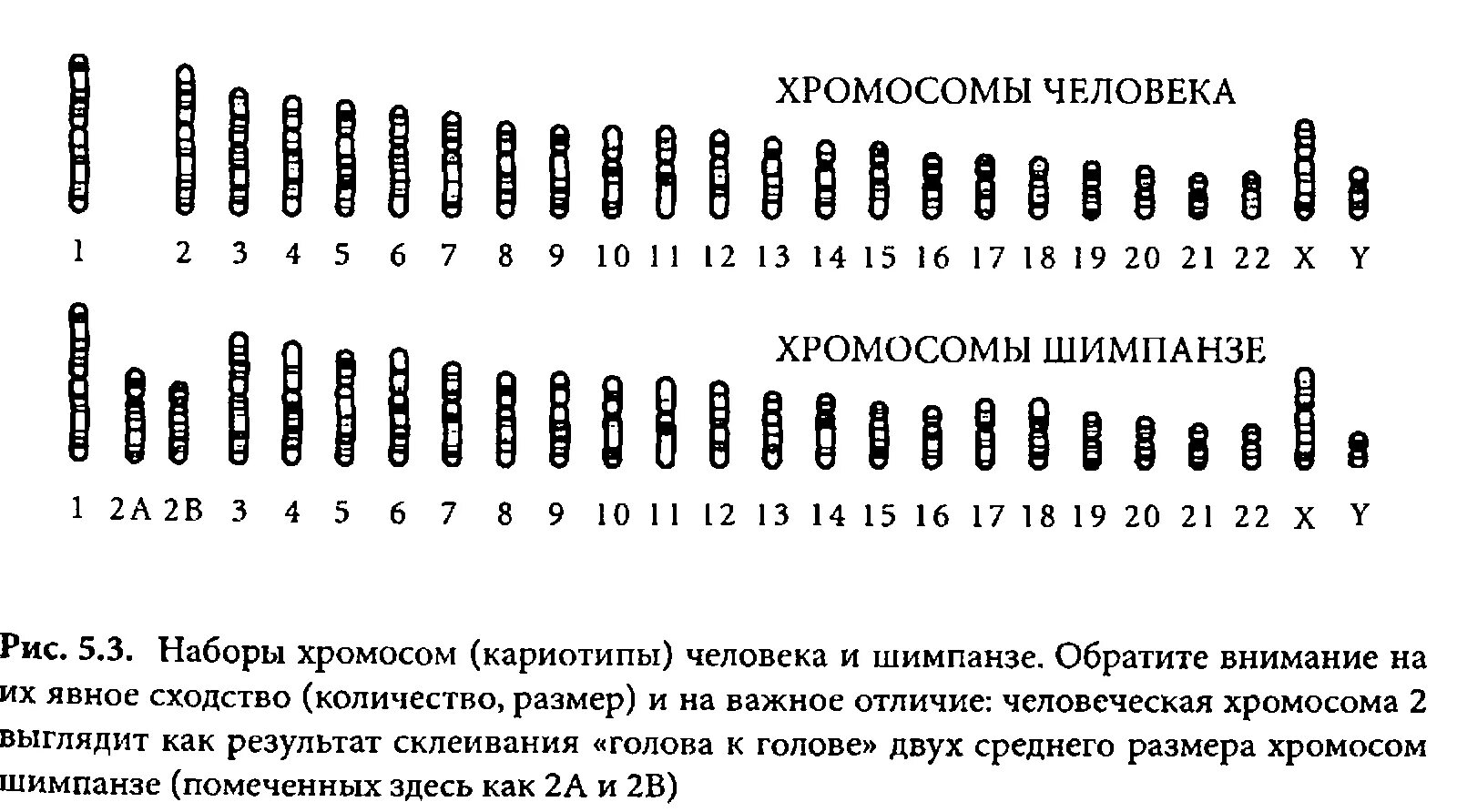 Сколько хромосом в яйцеклетках шимпанзе. Хромосомы человека и шимпанзе сравнение. Сравнение кариотипа человека и шимпанзе. Кариотип человека и шимпанзе. Хромосомы человека.