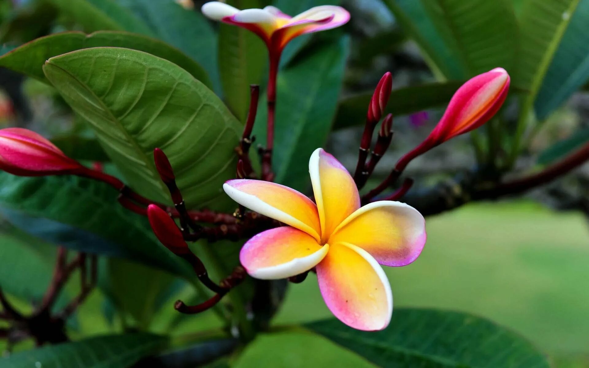 Плюмерия Гавайи. Франжипани Гавайи. Плюмерия манго. Цветок Тайланда Франжипани.