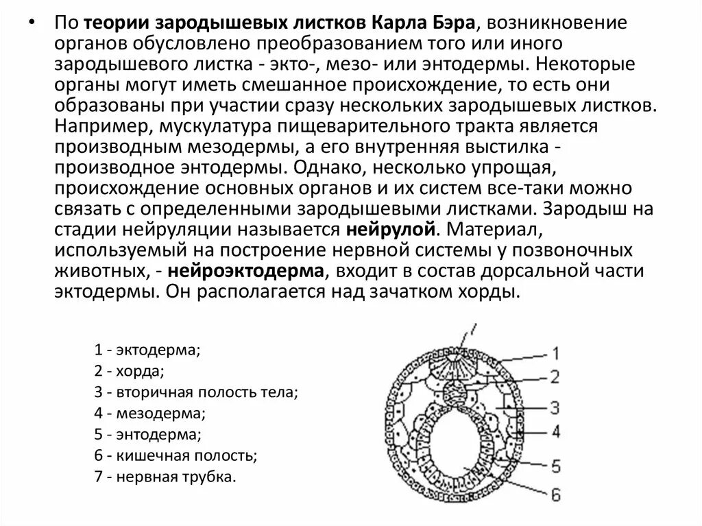 Зародышевые листки рисунок. Строение зародышевых листков эмбриона. Строение зародышевого листка. Структура зародыша и зародышевые листки. Нейрула зародышевые листки.