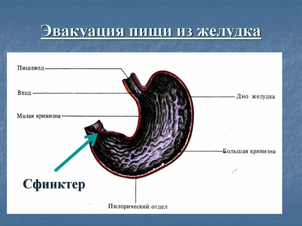 Эвакуация пищи из желудка. Эвакуация пищи из желудка сфинктера.