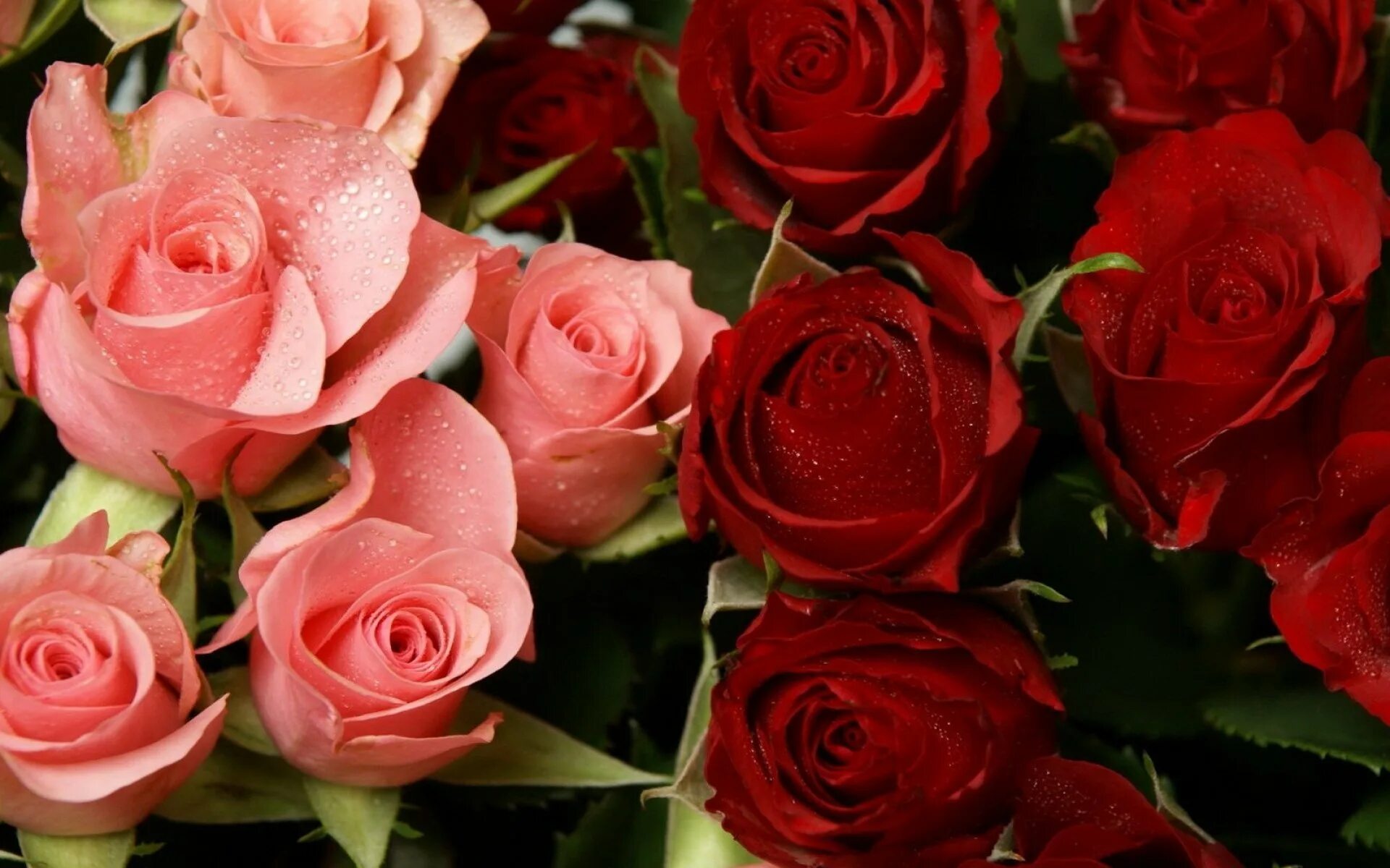 Красивые розы. Крупные розы. Самые красивые розы. Фотки красивых роз