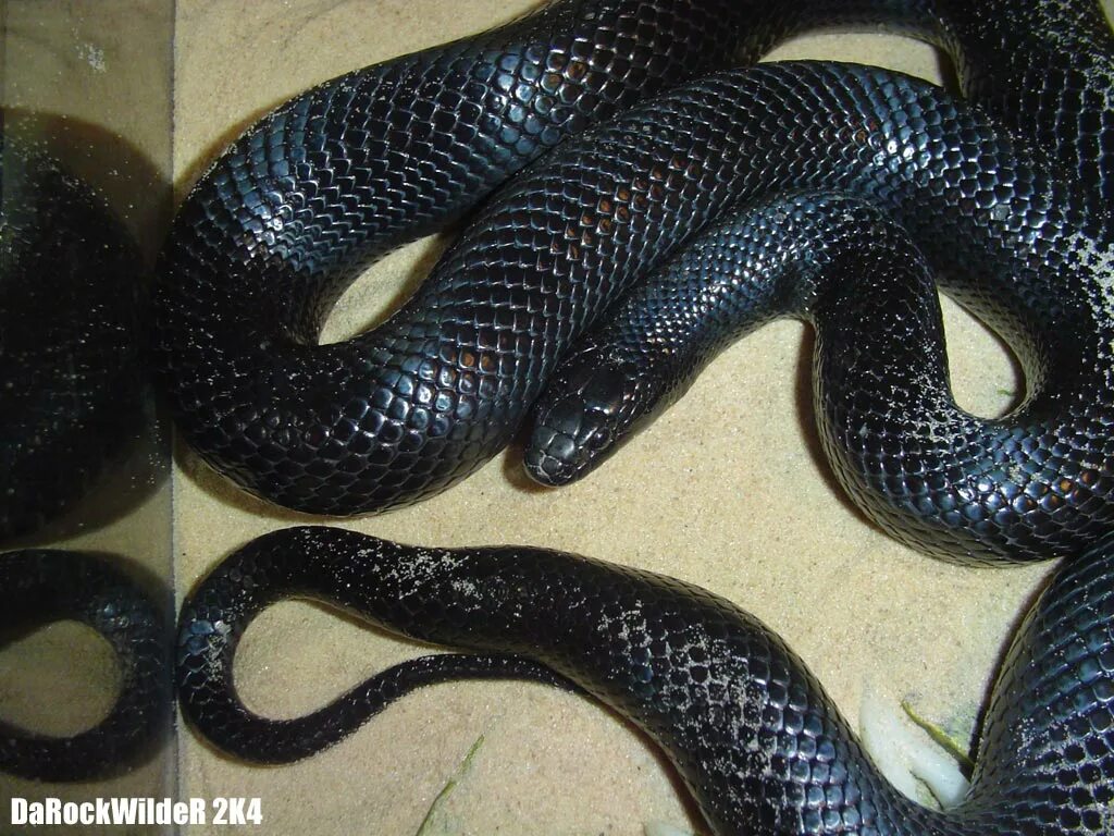 Змея нигрита. Королевская змея нигрита. Чёрная Королевская змея нигрита. Мексиканская Королевская змея нигрита. Lampropeltis getula.
