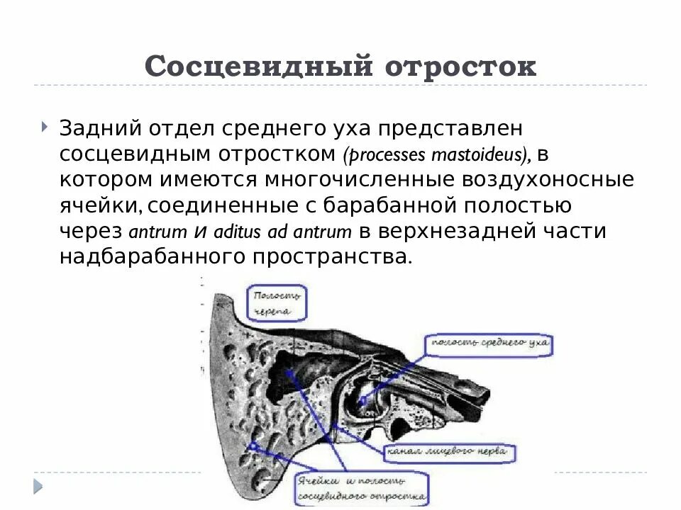 Утолщение слизистой сосцевидного отростка. Анатомия уха и сосцевидного отростка. Строение уха сосцевидный отросток. Строение среднего уха сосцевидный отросток.