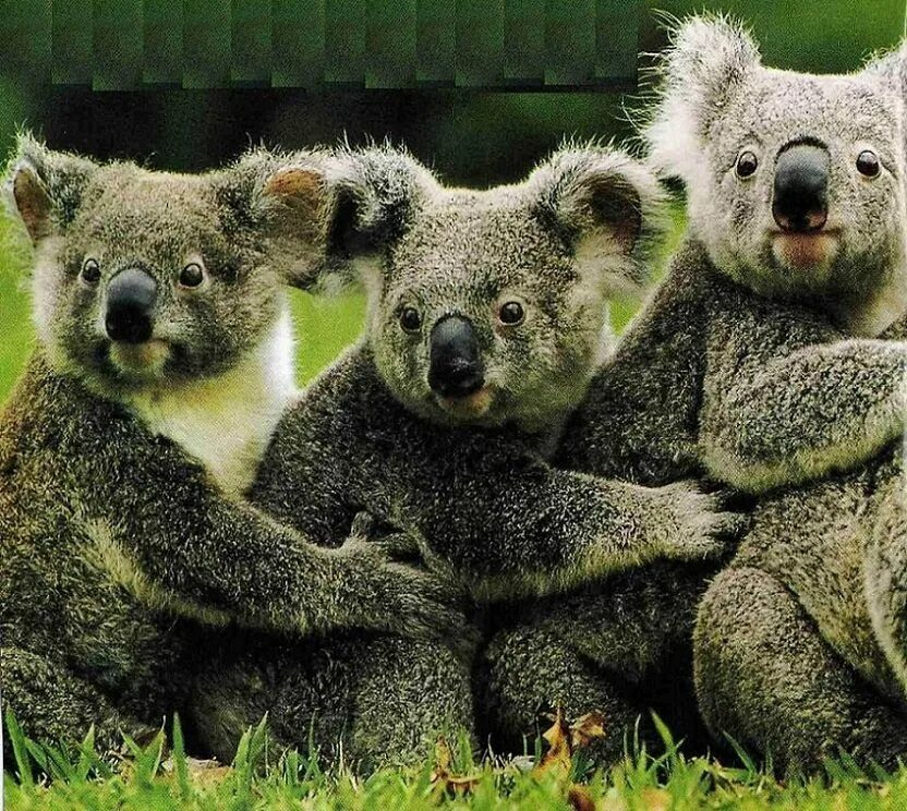 Коала. Смешная коала. Коала фото. Три коалы.